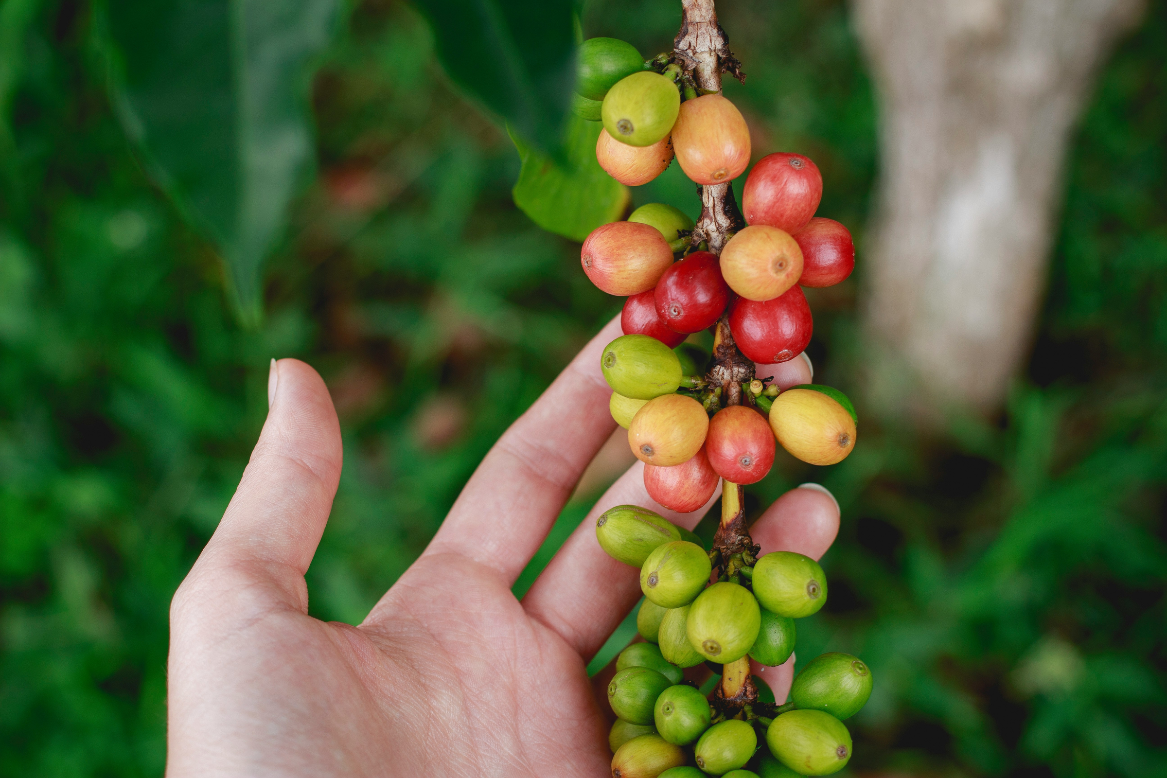 Coffee Doctor's Exotics Collection